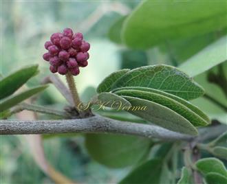  Leaf and Flower head